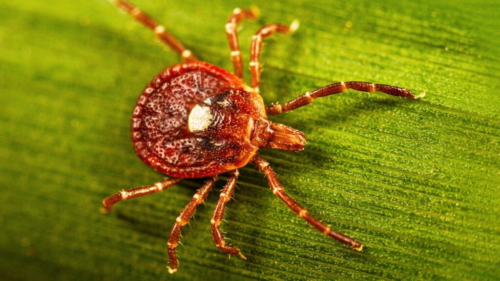 Lone Star Tick